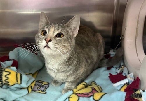 YELENA - Domestic Short Hair available for adoption