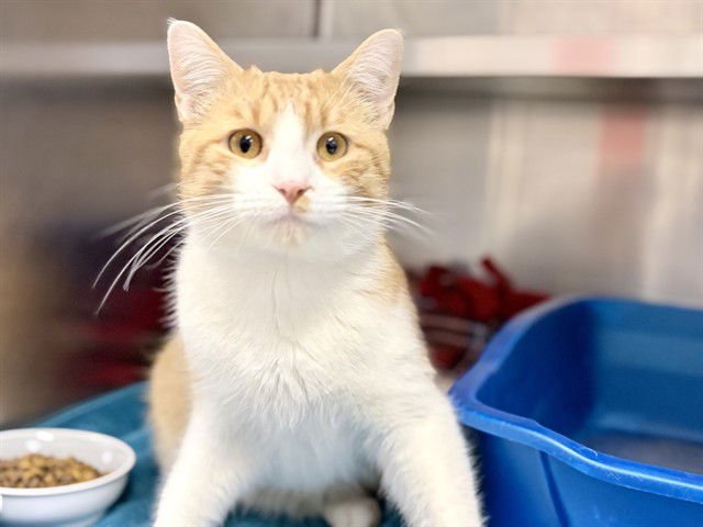 INDIANA - Domestic Short Hair available for adoption