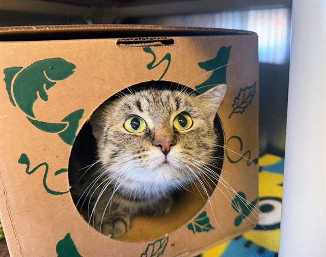 VIVA - Domestic Short Hair available for adoption