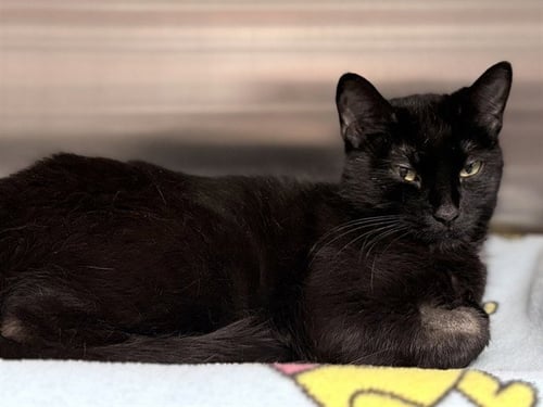 APPLIN - Domestic Short Hair available for adoption