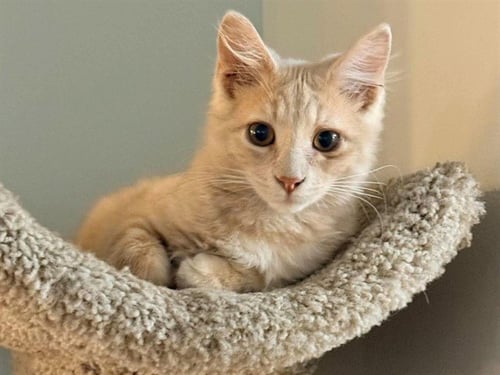 TOAD - Domestic Medium Hair for adoption in Des Moines