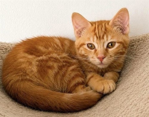 ROSALINA - Domestic Short Hair for adoption in Des Moines