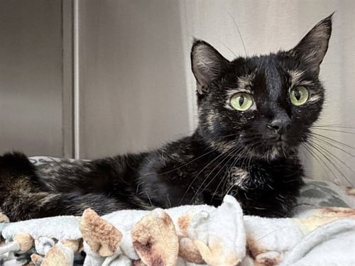 FRAN - Domestic Short Hair for adoption in Des Moines