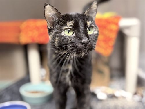 FRAN - Domestic Short Hair available for adoption