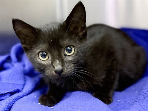 MR WHISKERS - Domestic Short Hair available for adoption