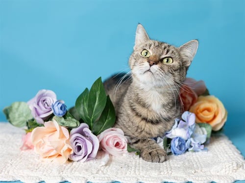 VIVA - Domestic Short Hair available for adoption