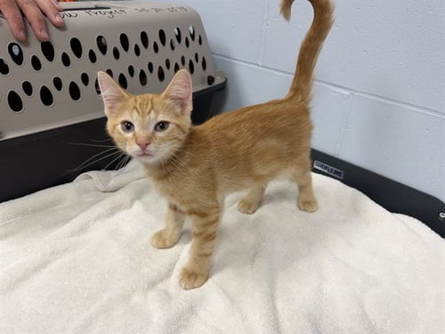 BOOKER - Domestic Medium Hair for adoption in Des Moines