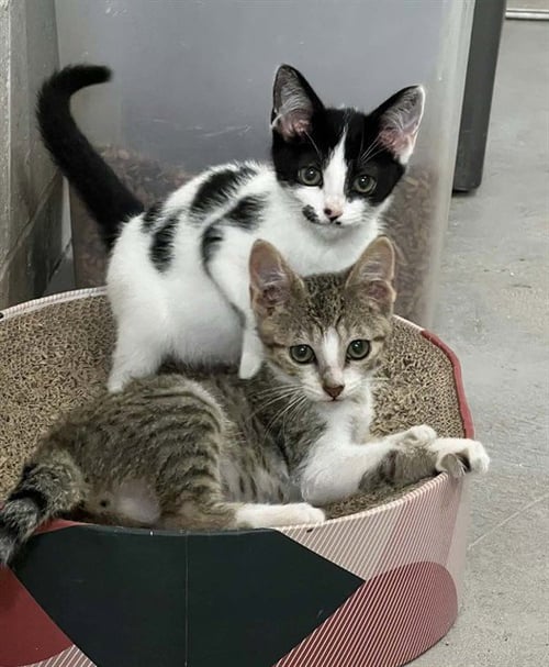 MISO - Domestic Short Hair available for adoption