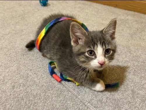 WASHINGTON - Domestic Short Hair for adoption in Des Moines