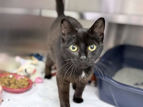OLIVE - Domestic Short Hair available for adoption
