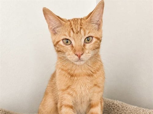 MARIO - Domestic Short Hair for adoption in Des Moines