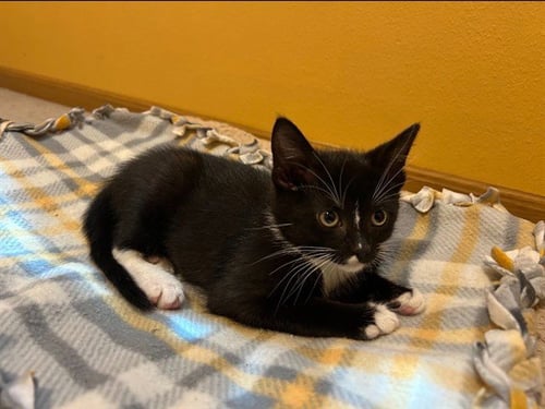 LADY BIRD - Domestic Short Hair for adoption in Des Moines