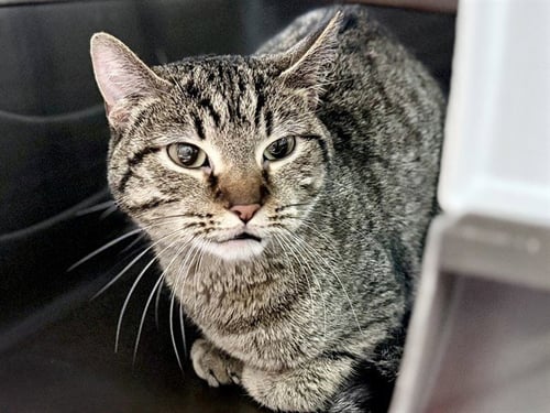 FAMKE - Domestic Short Hair for adoption in Des Moines