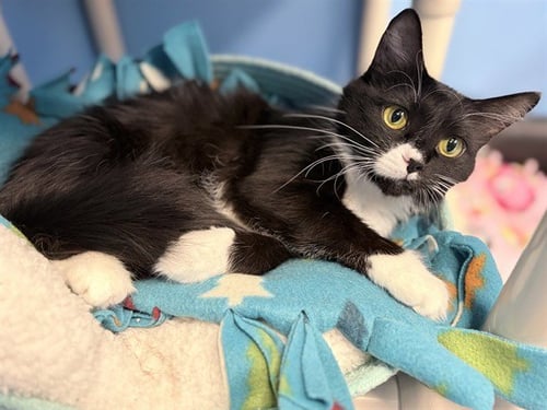 SUSHI - Domestic Medium Hair available for adoption