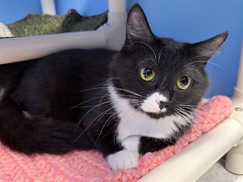 SUSHI - Domestic Medium Hair available for adoption
