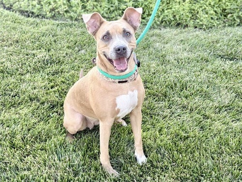 POPPY - Pit Bull Terrier for adoption in Des Moines