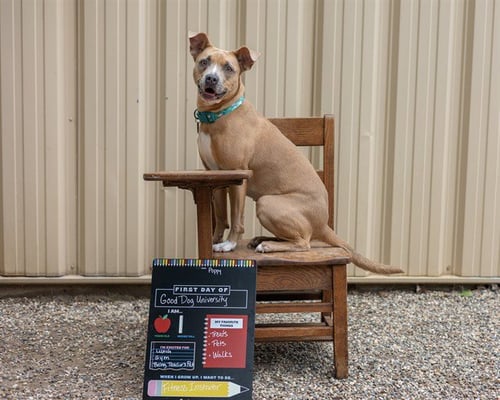 POPPY - Pit Bull Terrier available for adoption