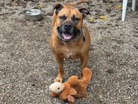 SCOOBY - Photo 1