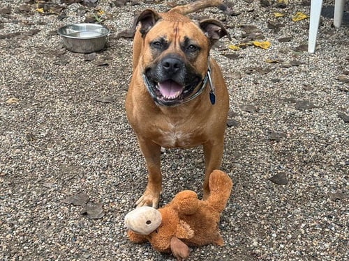 SCOOBY - Mastiff for adoption in Des Moines