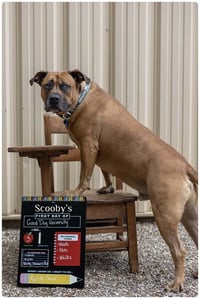 SCOOBY - Photo 1