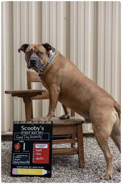 SCOOBY - Pit Bull Terrier for adoption in Des Moines