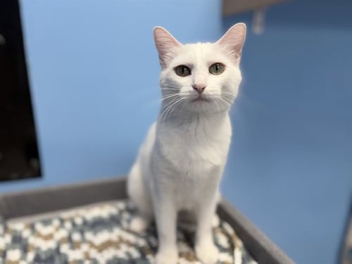 WHITEY - Domestic Short Hair available for adoption