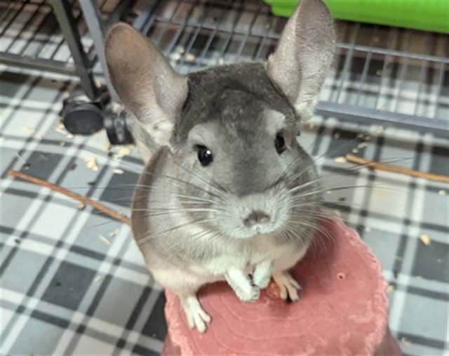 MIMI Image