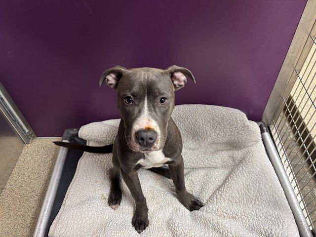 SABATON - Pit Bull Terrier available for adoption