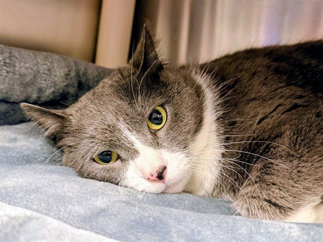 LATONA - Domestic Short Hair for adoption in Des Moines