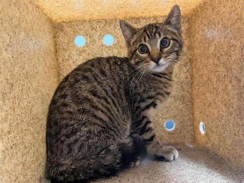 UKULELE - Domestic Short Hair for adoption in Des Moines