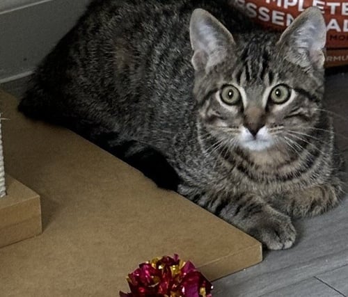 UKULELE - Domestic Short Hair available for adoption
