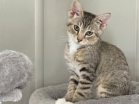 SHELBY - Photo 1