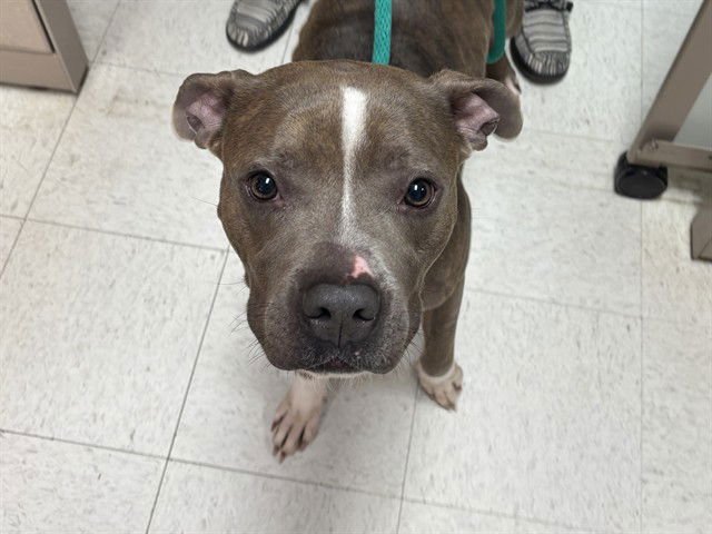 CHILLI - Pit Bull Terrier available for adoption