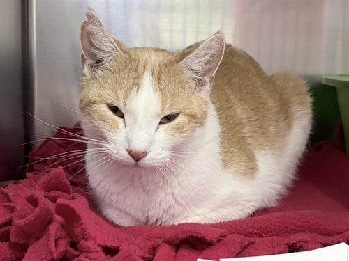 SMALL FRY - Domestic Short Hair available for adoption