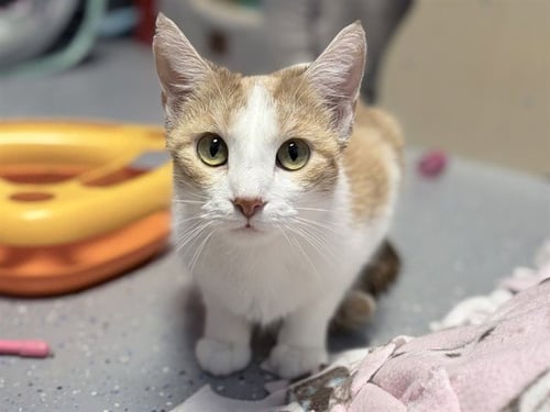 SMALL FRY - Domestic Short Hair available for adoption