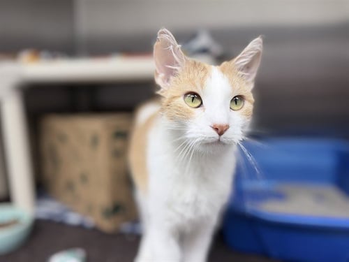 SMALL FRY - Domestic Short Hair for adoption in Des Moines