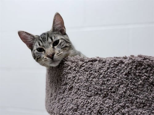 FRED - Domestic Short Hair available for adoption