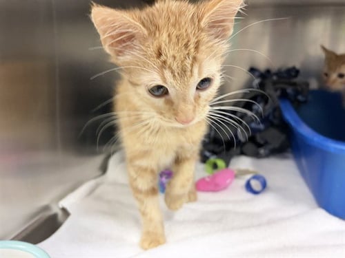 ERNIE - Domestic Short Hair available for adoption