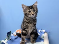 MEEKO - Photo 1
