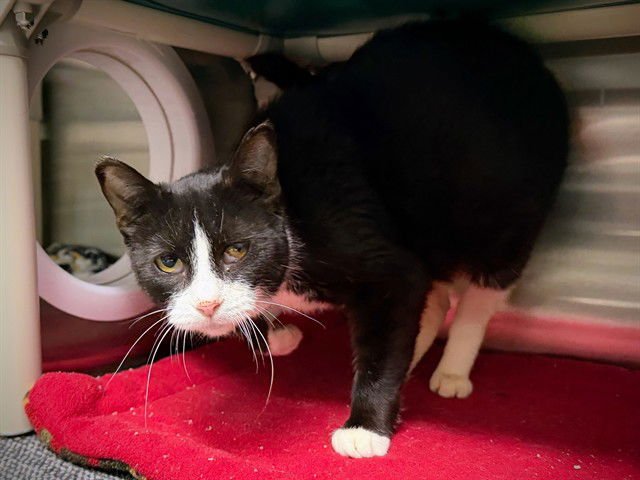 LITTLE MAMA - Domestic Short Hair available for adoption