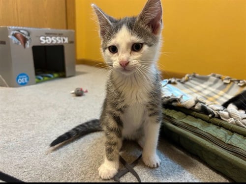 VAN BUREN - Domestic Short Hair available for adoption