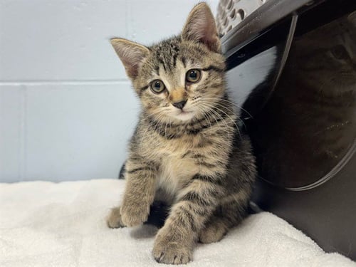 MAGNOLIA - Domestic Short Hair available for adoption