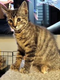 ABIGAIL - Photo 1