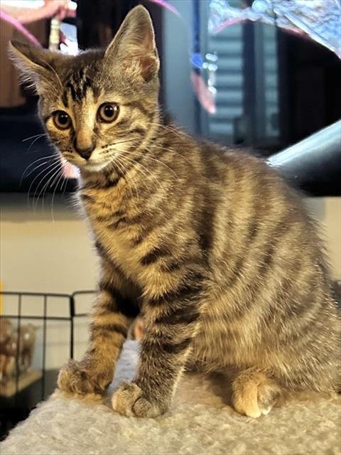 ABIGAIL - Domestic Short Hair available for adoption
