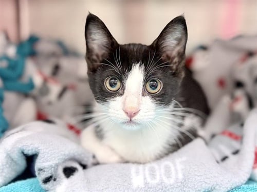 ODETTE - Domestic Short Hair available for adoption