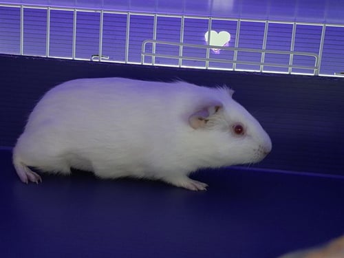 BUTTERFINGER - Guinea Pig available for adoption