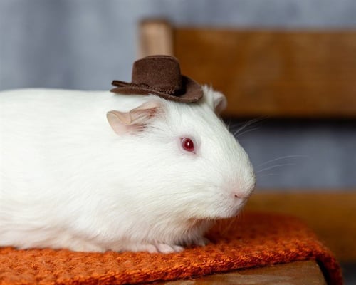 BUTTERFINGER - Guinea Pig available for adoption