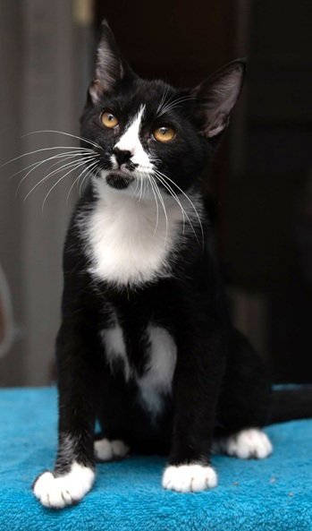RENO - Domestic Short Hair available for adoption