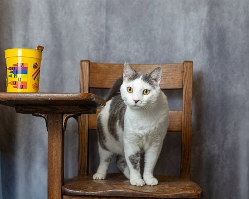MISO - Domestic Short Hair available for adoption
