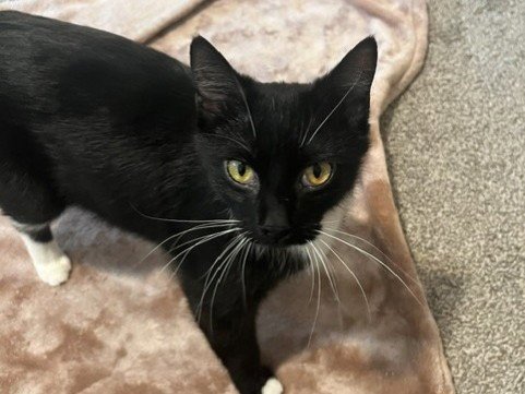 COLETTE - Domestic Medium Hair for adoption in Des Moines